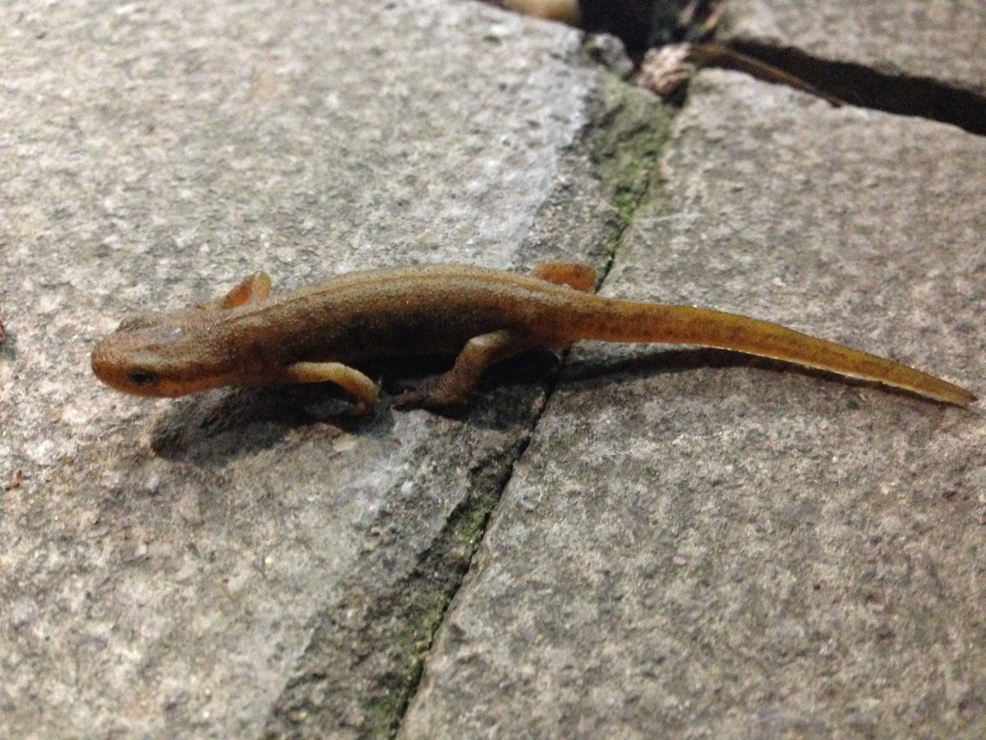 Newts In My Garden Pond Fasci Garden