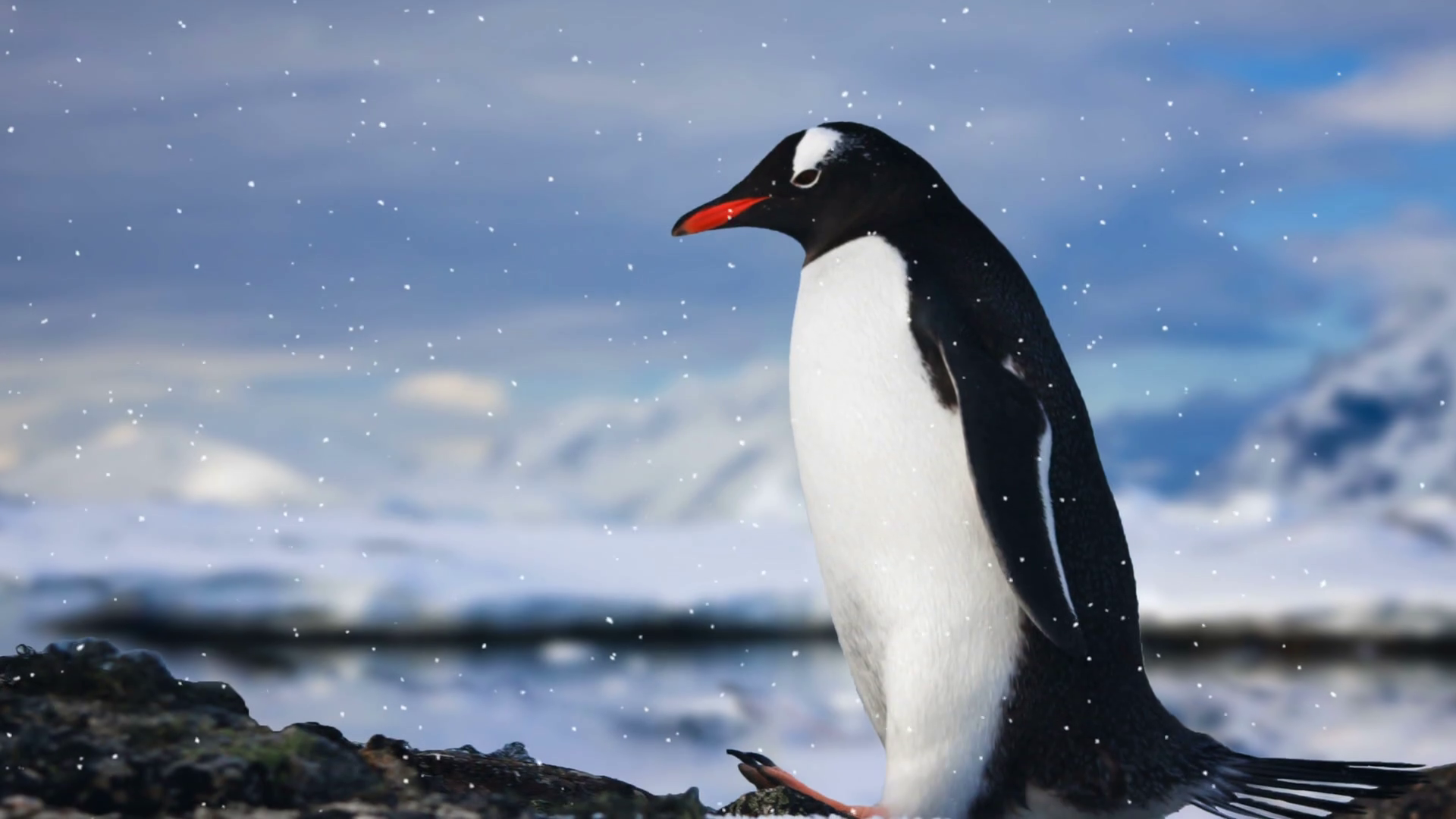 videoblocks-antarctic-wildlife-lonley-penguin-standing-on-the-rock-in-cold-snowfall-majestic-winter-landscape-exploring-beauty-world-holidays-and-recreation-travel-background-slow-motion-4k-footage_sm8r_813e_.png