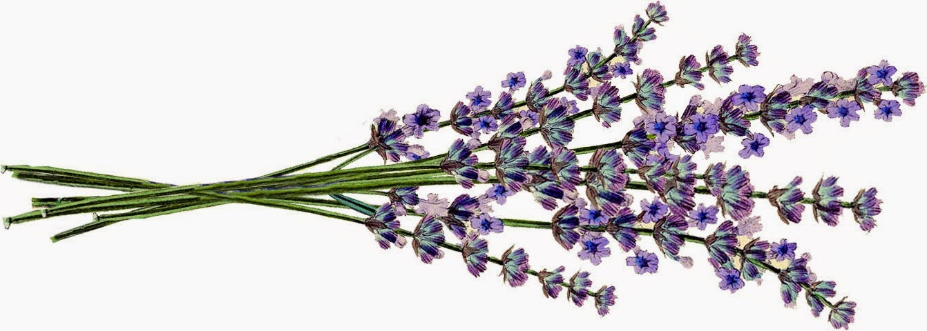 lavender-flower-clip-art-71.jpg