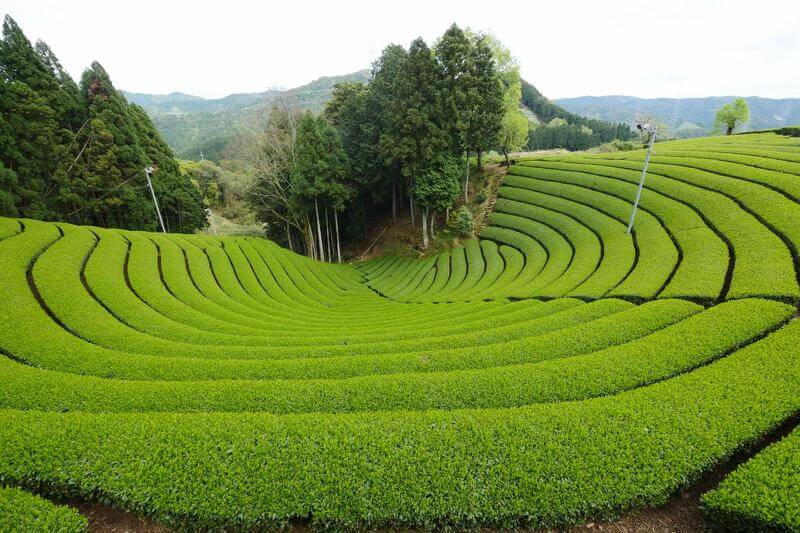green-tea-plantation-kyoto2.jpg