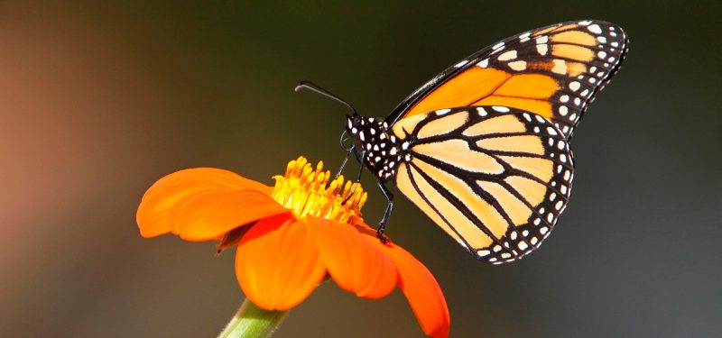 mariposas-monarca-800x375.jpg