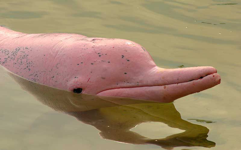 Chinese-white-dolphin-can-survive-up-to-40-years-in-the-wild..jpg