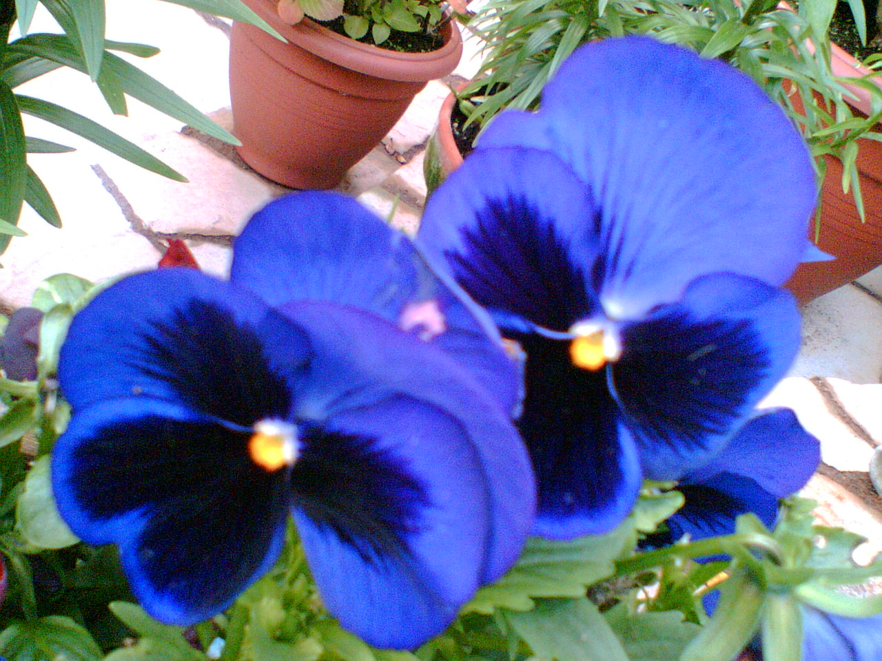 My Beautiful  Pansies 3.jpg