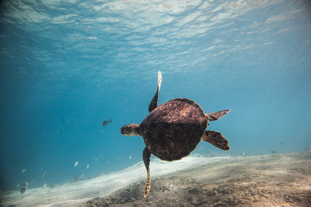 Swimming-with-a-Hawaiian-Sea-Turtle.jpg