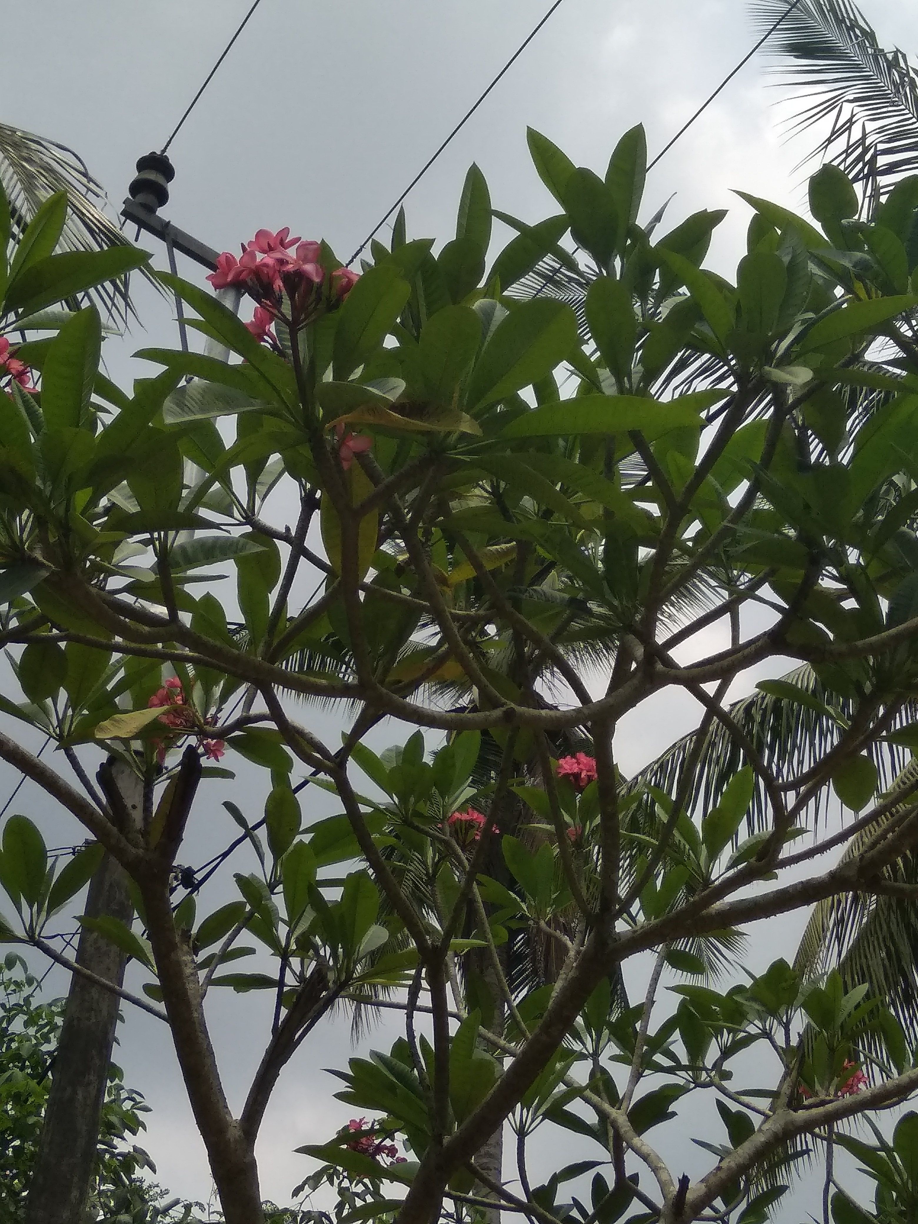 IMG_20180505_124134.jpg