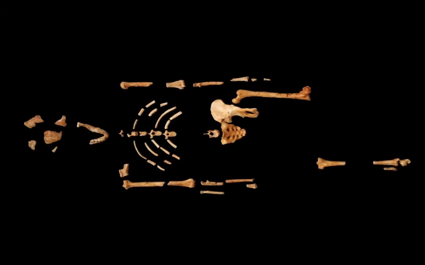 Lucy Skeleton.png