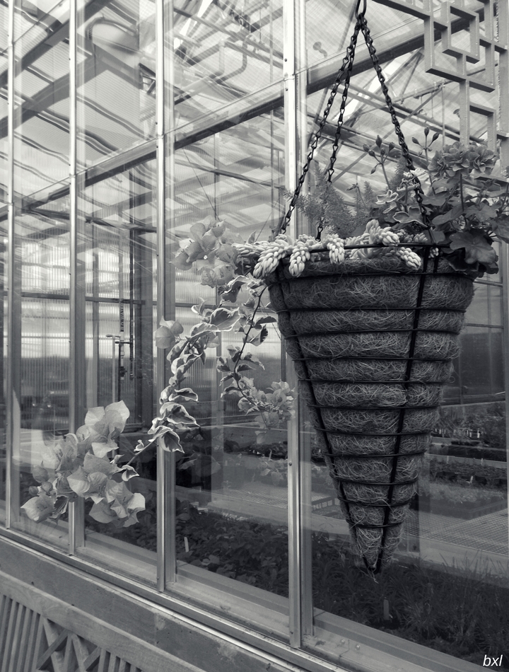 hanging flower basket denver botanic garden monomad bxlphabet.jpg