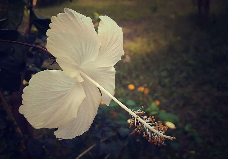 white flower.jpg