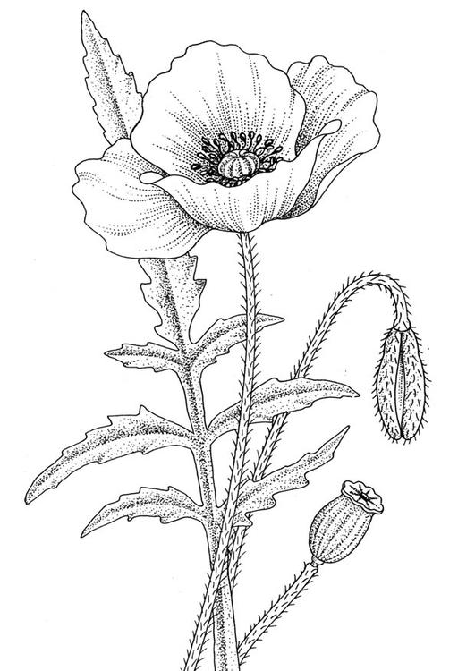 coloring-page-poppy-p9393.jpg