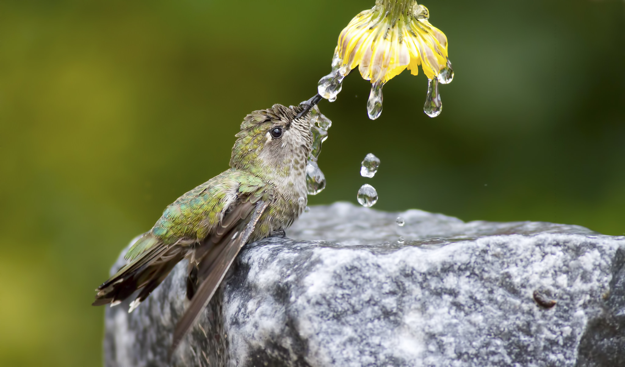 Nature bird hummingbird stone flower water drops wallpapers ....jpg