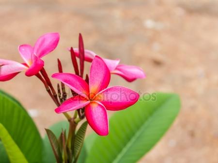 depositphotos_73401293-stock-photo-plumeria-spp-frangipani-flowers-frangipani.jpg