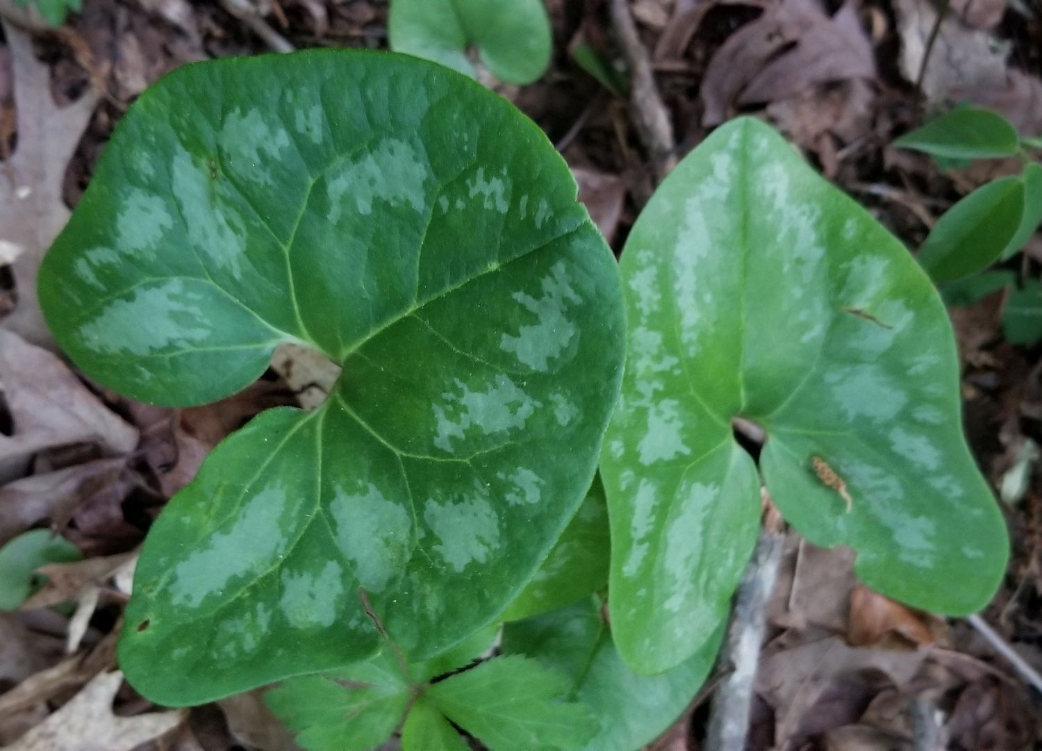 20180504_192317 - Wild Ginger.jpg