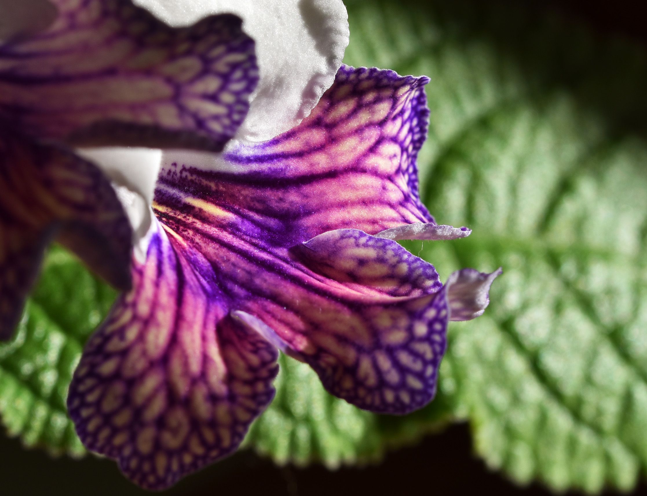 streptocarpus harlequin damsel 5.jpg