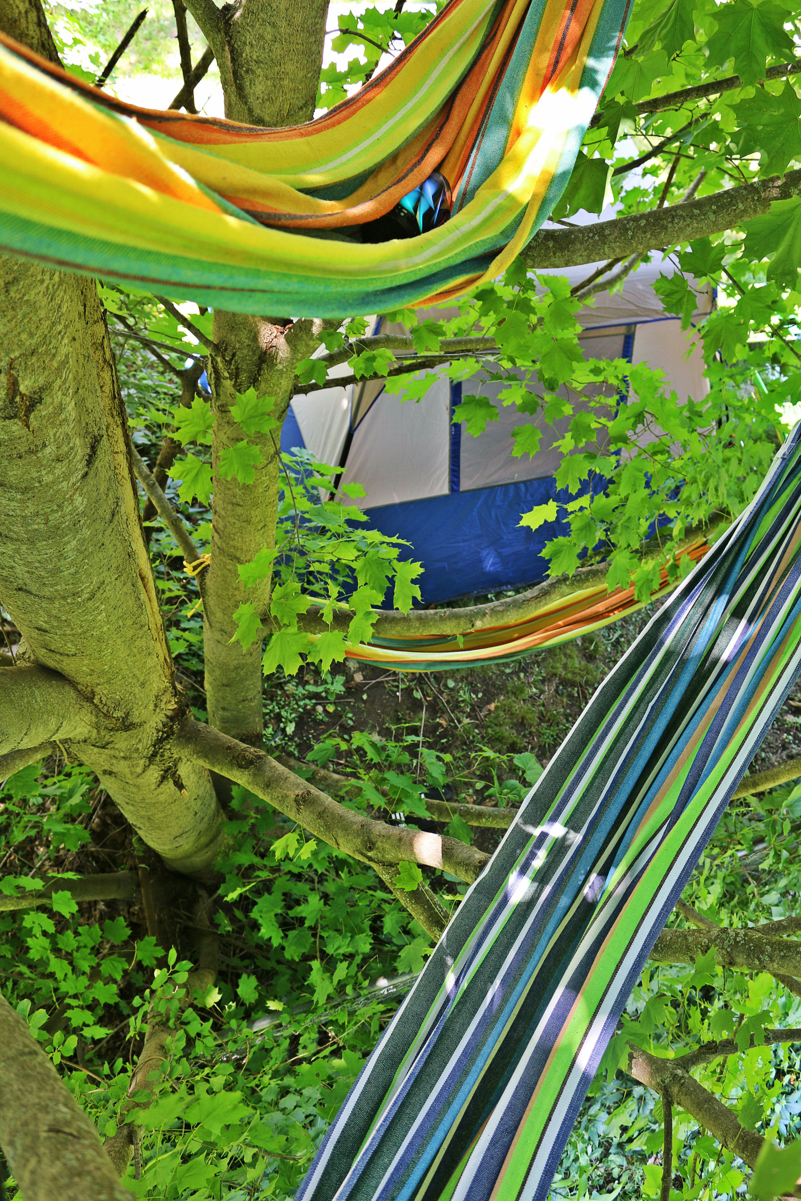 uptop hammock tree.jpg