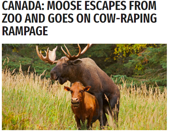 moose-rampage.png