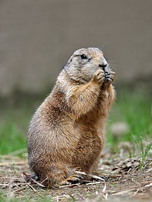 220px-Black-Tailed_Prairie_Dog.jpg