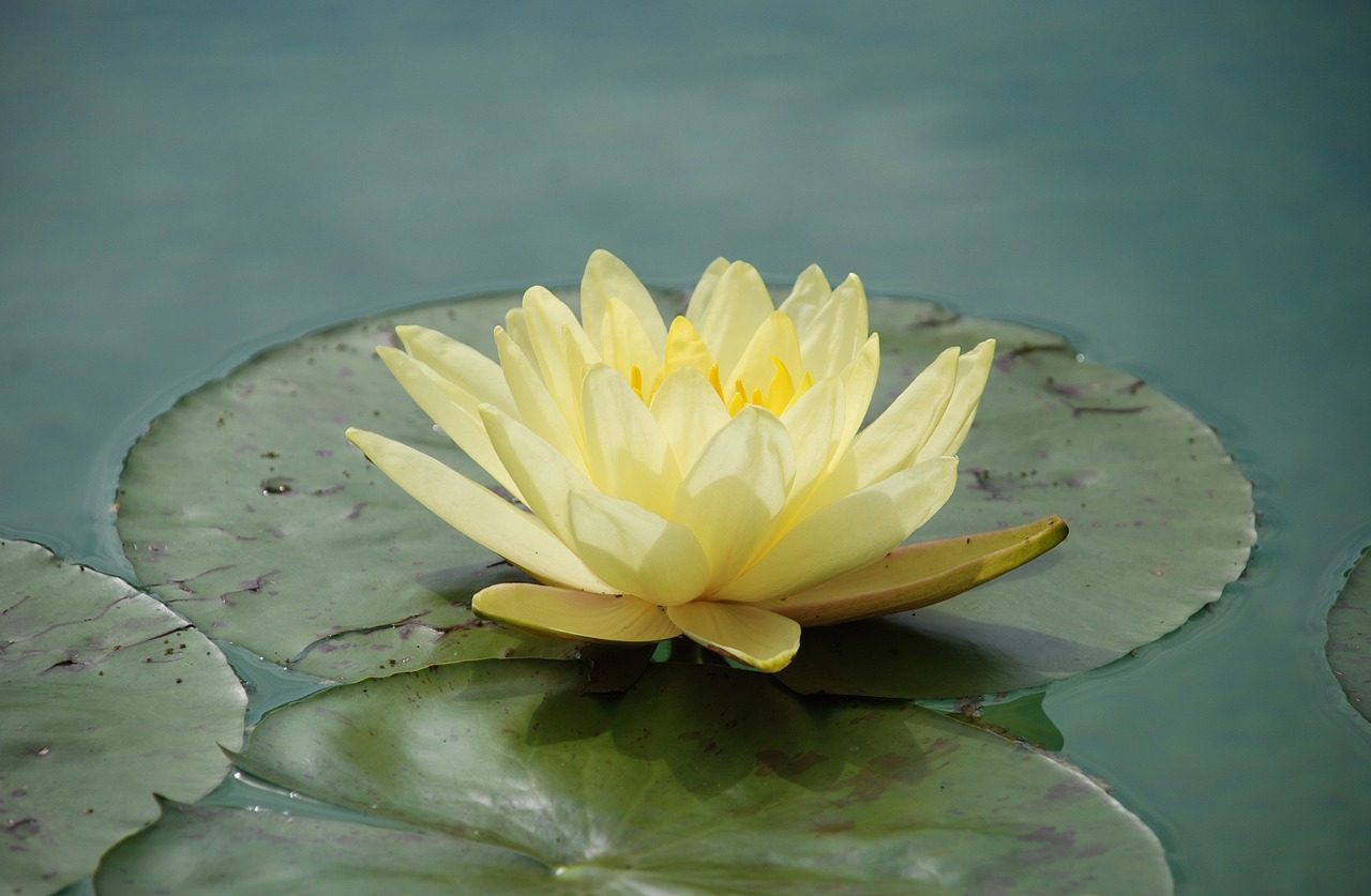 water-lily-1529494_1280.jpg