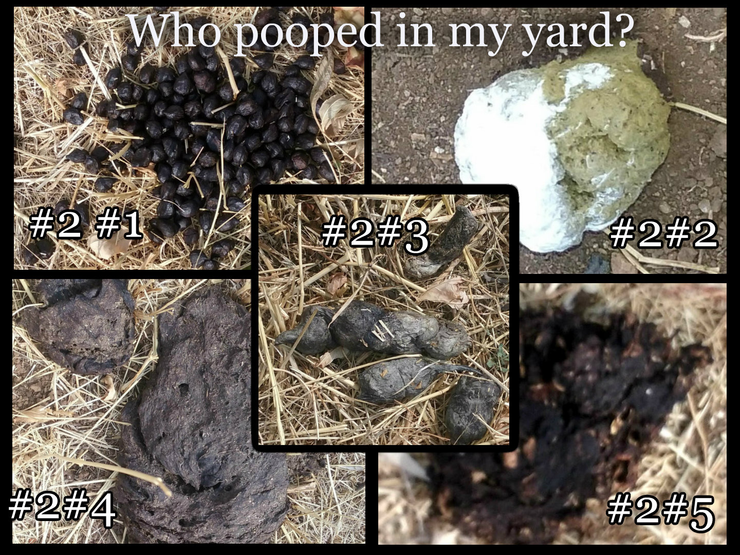 who pooped in my yard.jpg