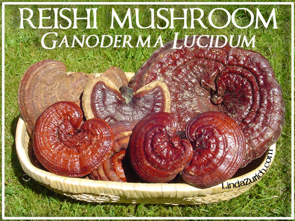 ReishiGanoderma2.jpg