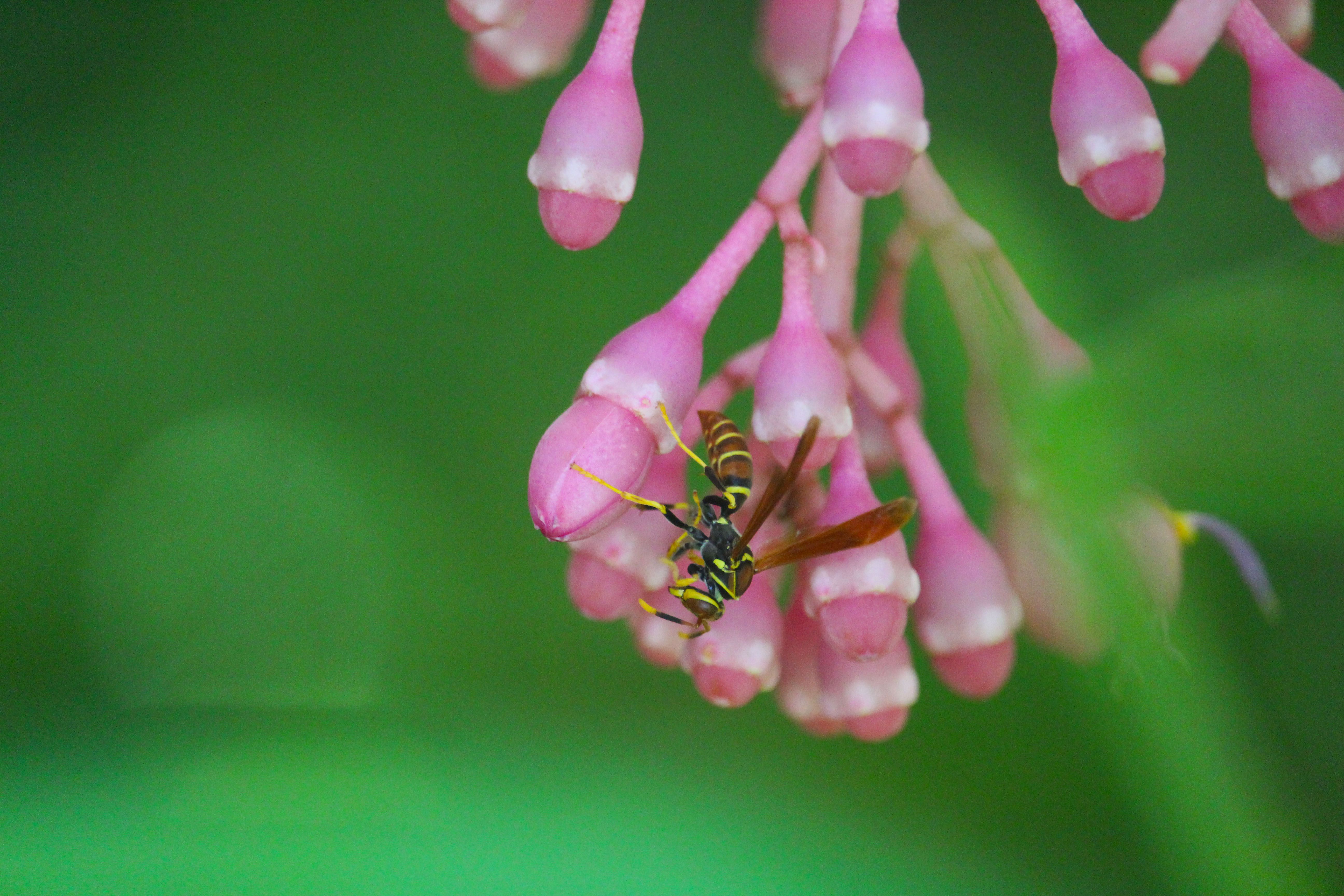 Wasp on flower.jpg