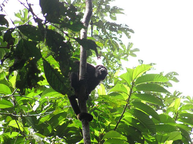 1.1417344138.howler-monkey.jpg