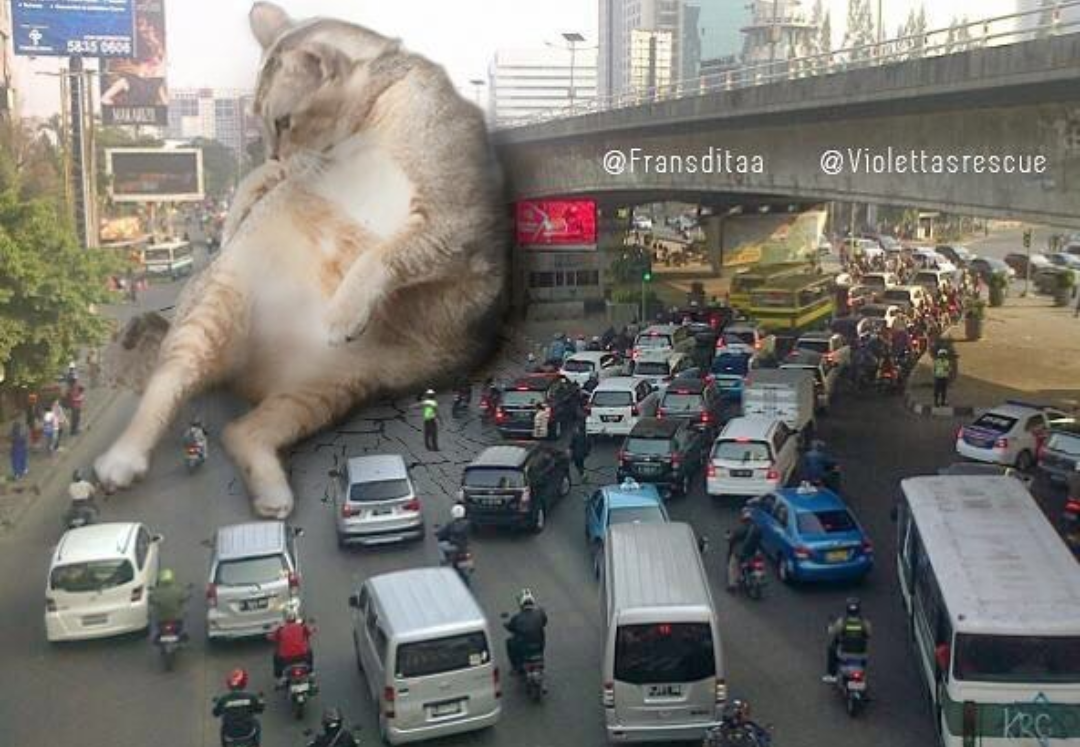 Франсдита Муафидин. Огромный кот в городе. Гигантская кошка в городе. Огромный кот на дороге. Кот разрушил