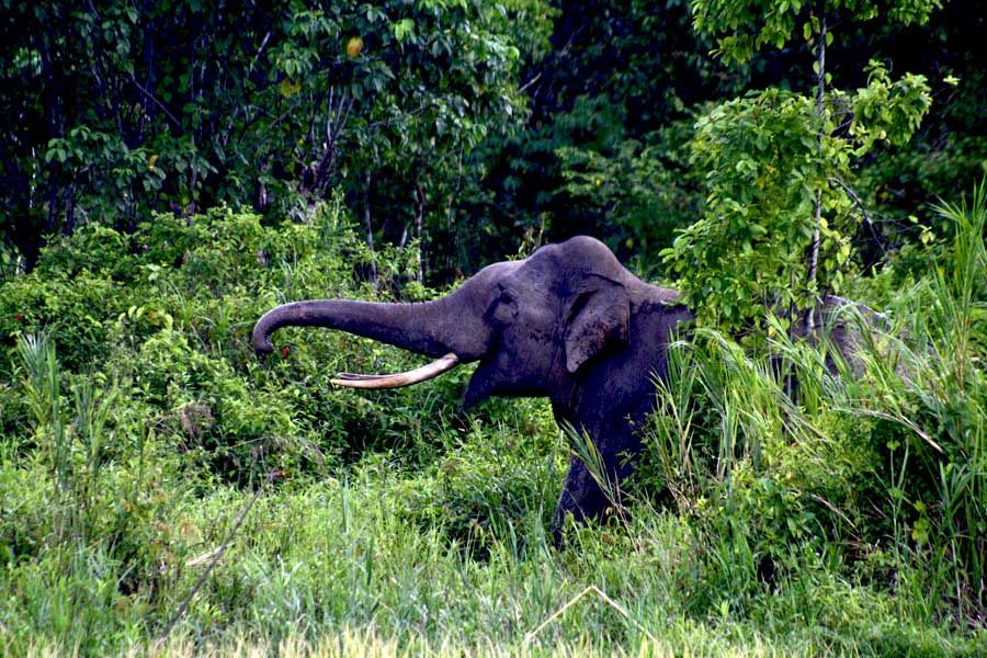 1. Gajah Sumatera.jpg