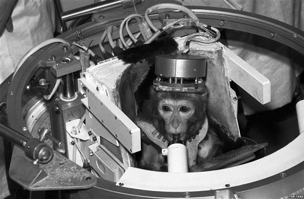 Animals-launched-in-space2.jpg