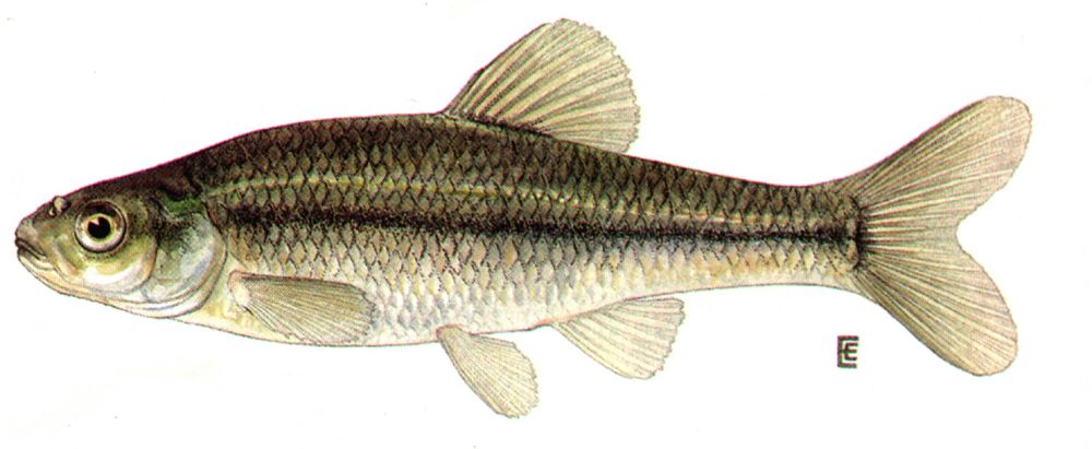 fathead_minnow.jpg