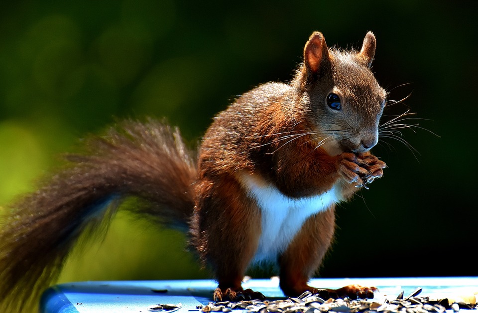 squirrel-245.jpg