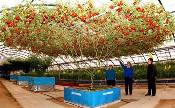 Tomato Tree To Raise 32 Thousand Tomatoes Steemit Guests Can Enjoy An Hour Long Walk In The Gl House Where Tree Is Located It Amazing That Tomatoes Produced
