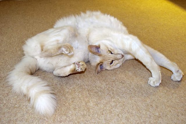 Why-Are-Cats-So-Flexible.jpg