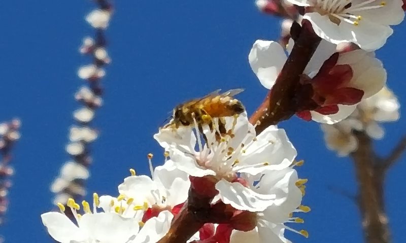 Honeybeeyardsteemit.jpg