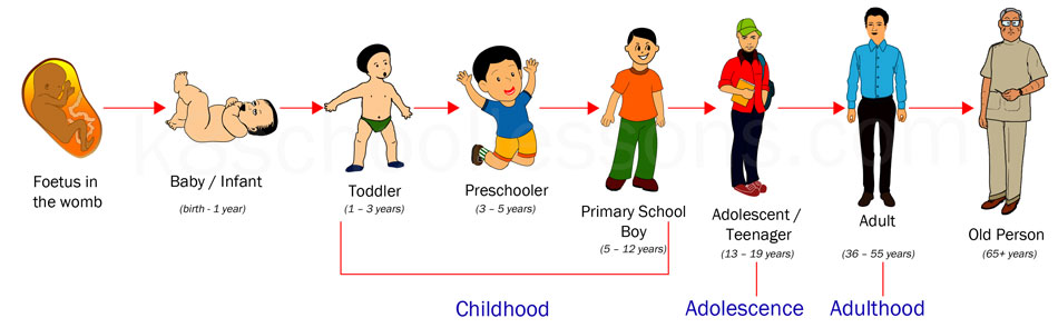 What Are The Different Stages Of Human Growth - Design Talk