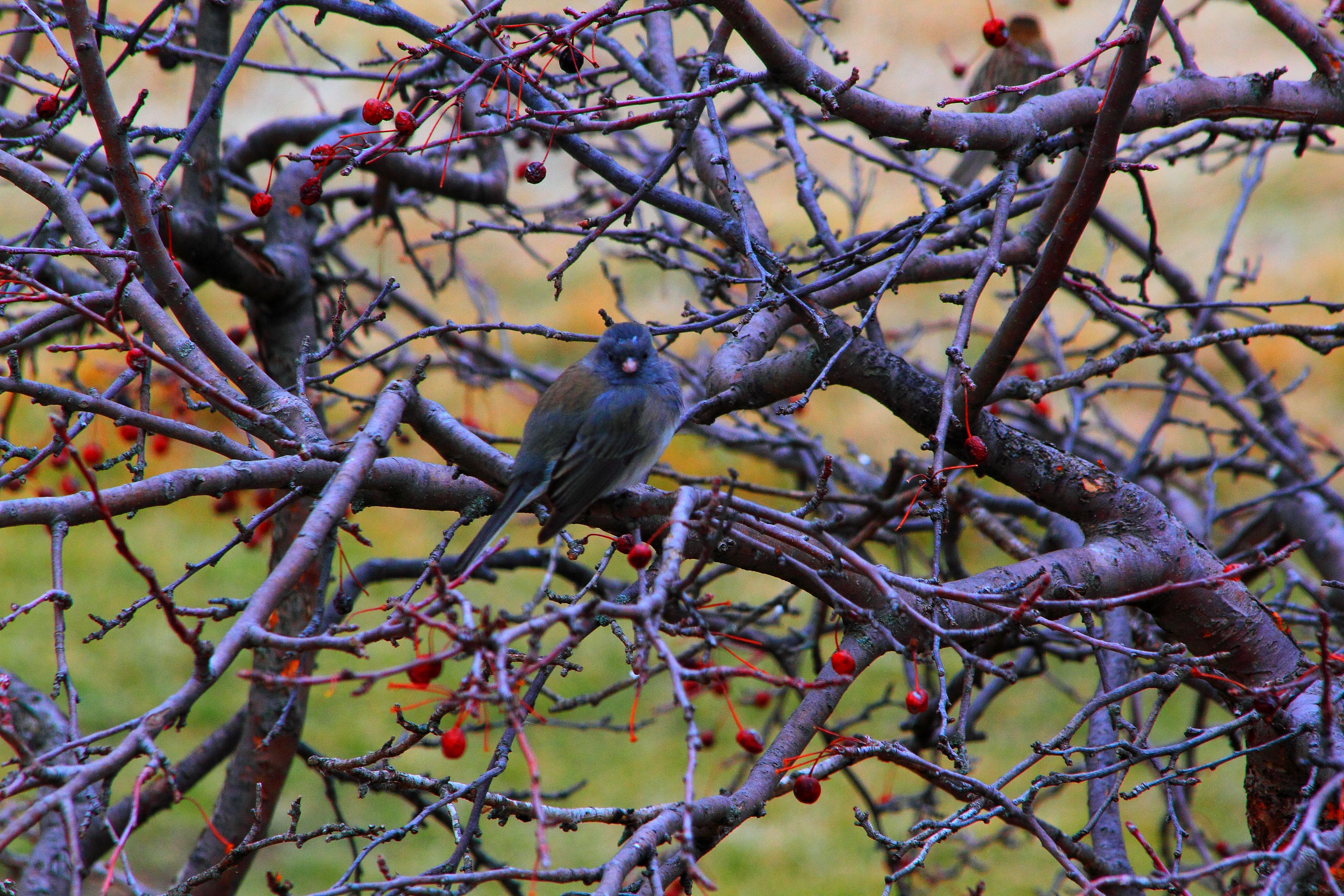 dark eyed dark-eyed junco PFW19-27sun.JPG