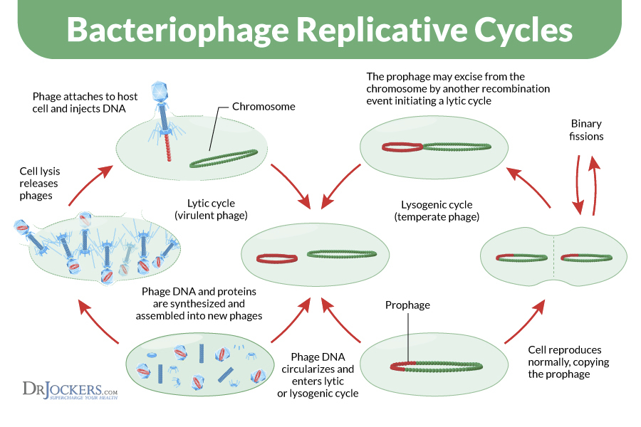 bacteriophage-replicative-cycles.jpg