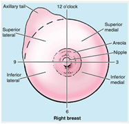 Breast Anatomy Steemit