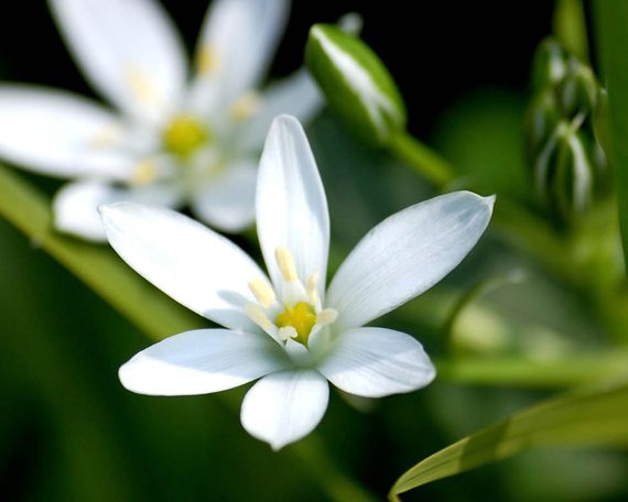 Jasmin-follwers.jpg