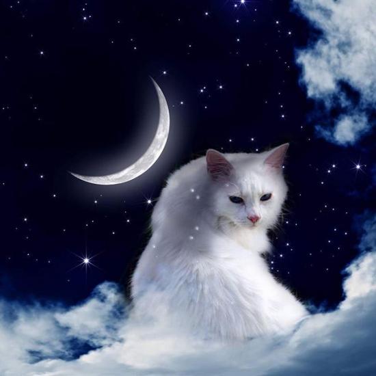 cat white with new moon111.jpg