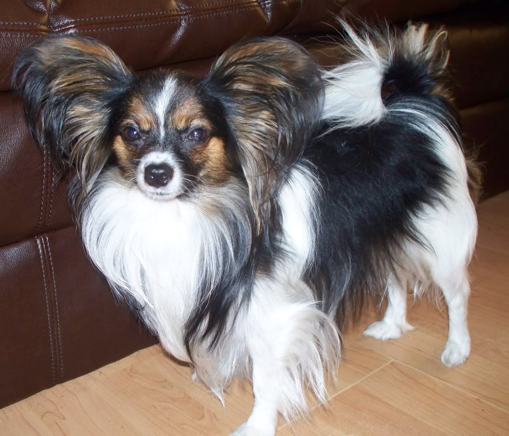 Chihuahua-and-Papillon-Mix.jpg