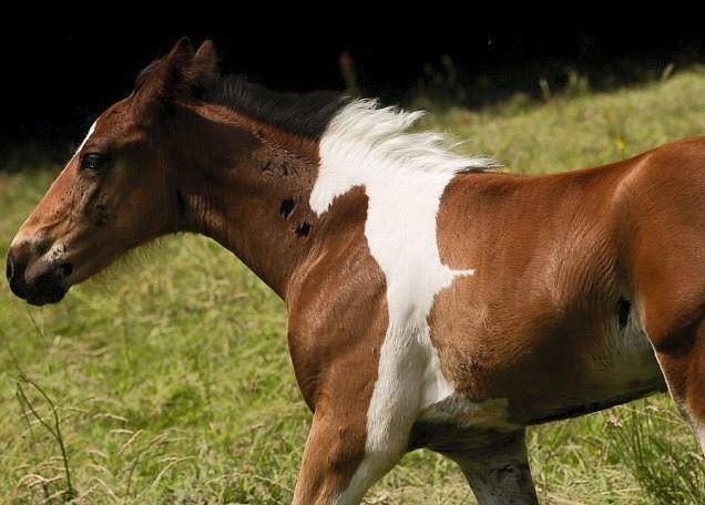 Look at the incredible marking on this horse.... a profile of a horse!! The image is 100% genuine, the horse is called Da Vinci, or Vinnie for short and lives in North Yorkshire, England!.jpg