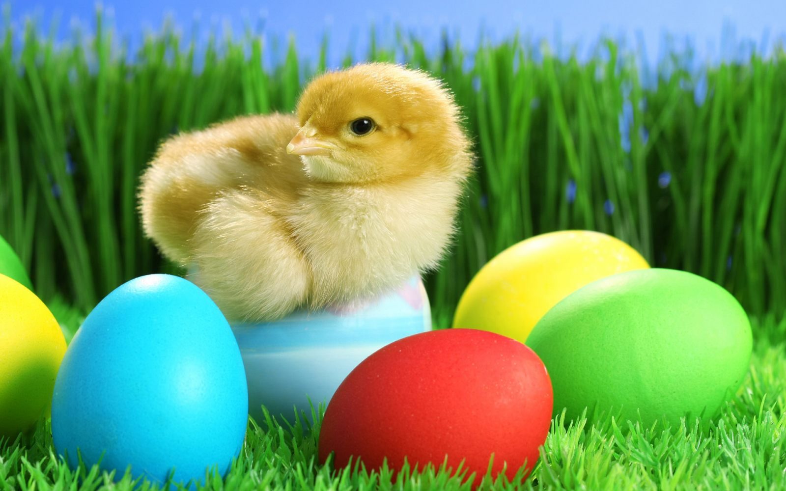 patito-de-pascua.jpg