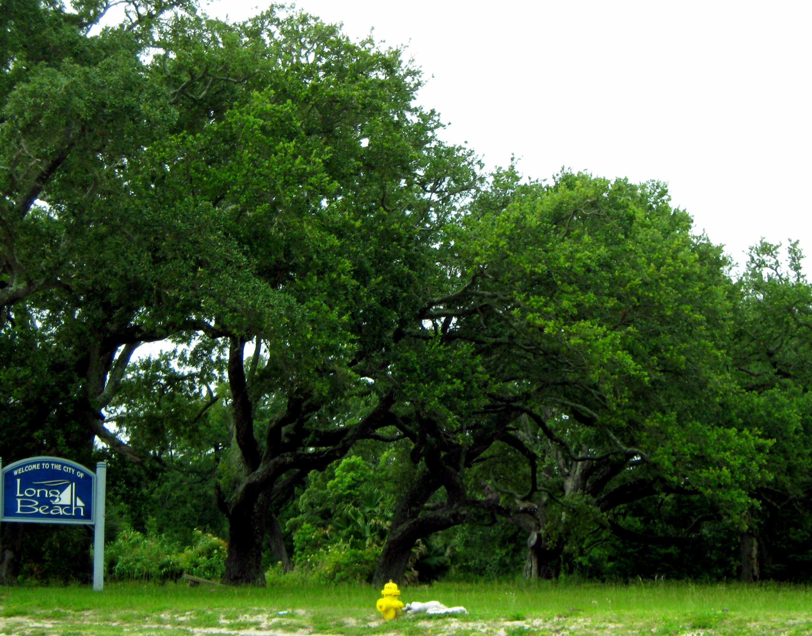 Katrina Trees 009.JPG