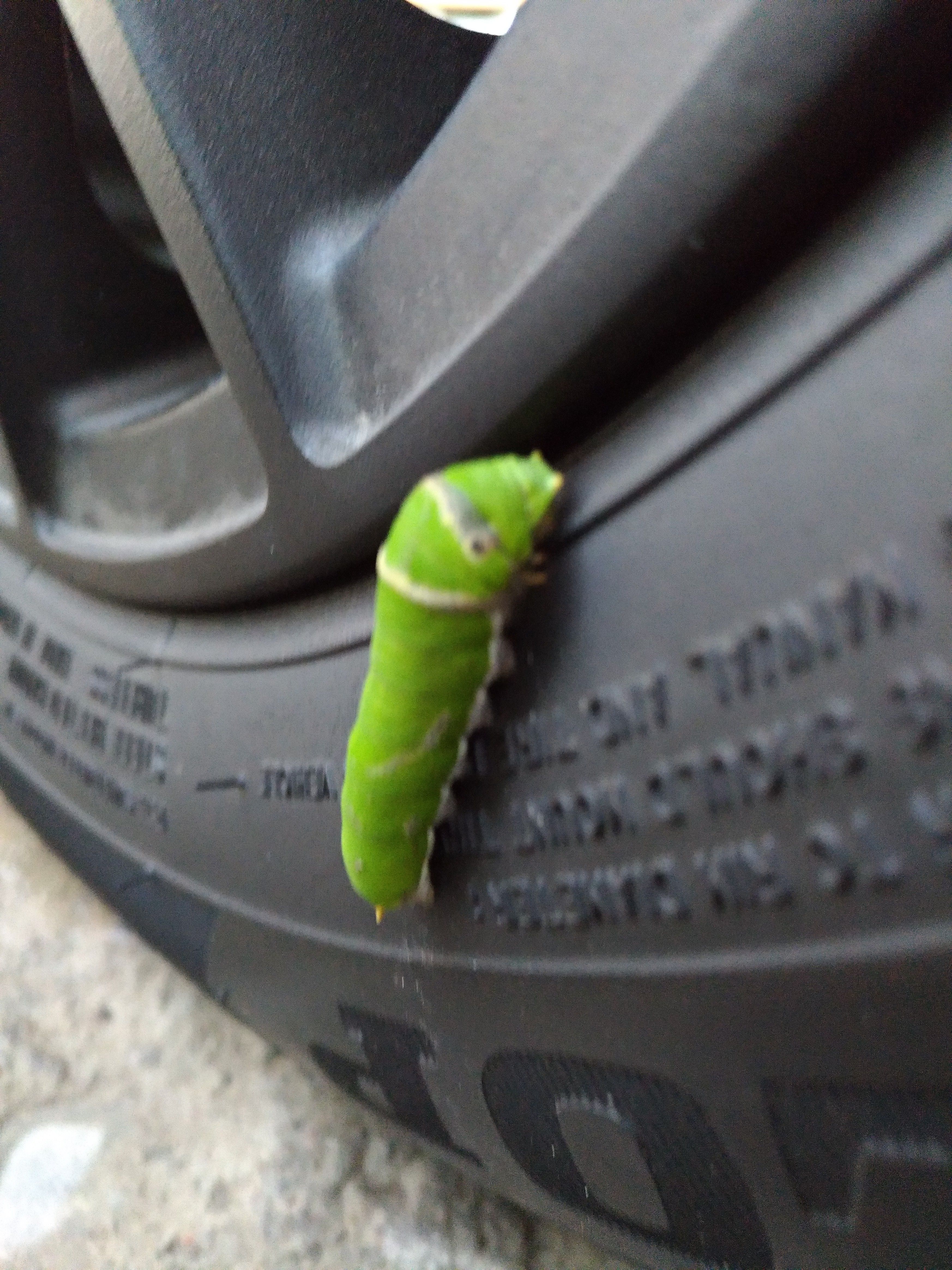 P_20180215_065636_vHDR_Auto.jpg