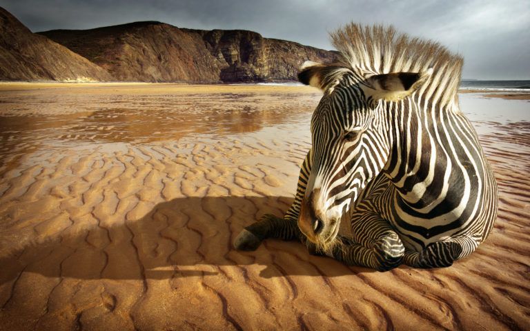 Amazing-Zebra-Wallpaper-768x480.jpg