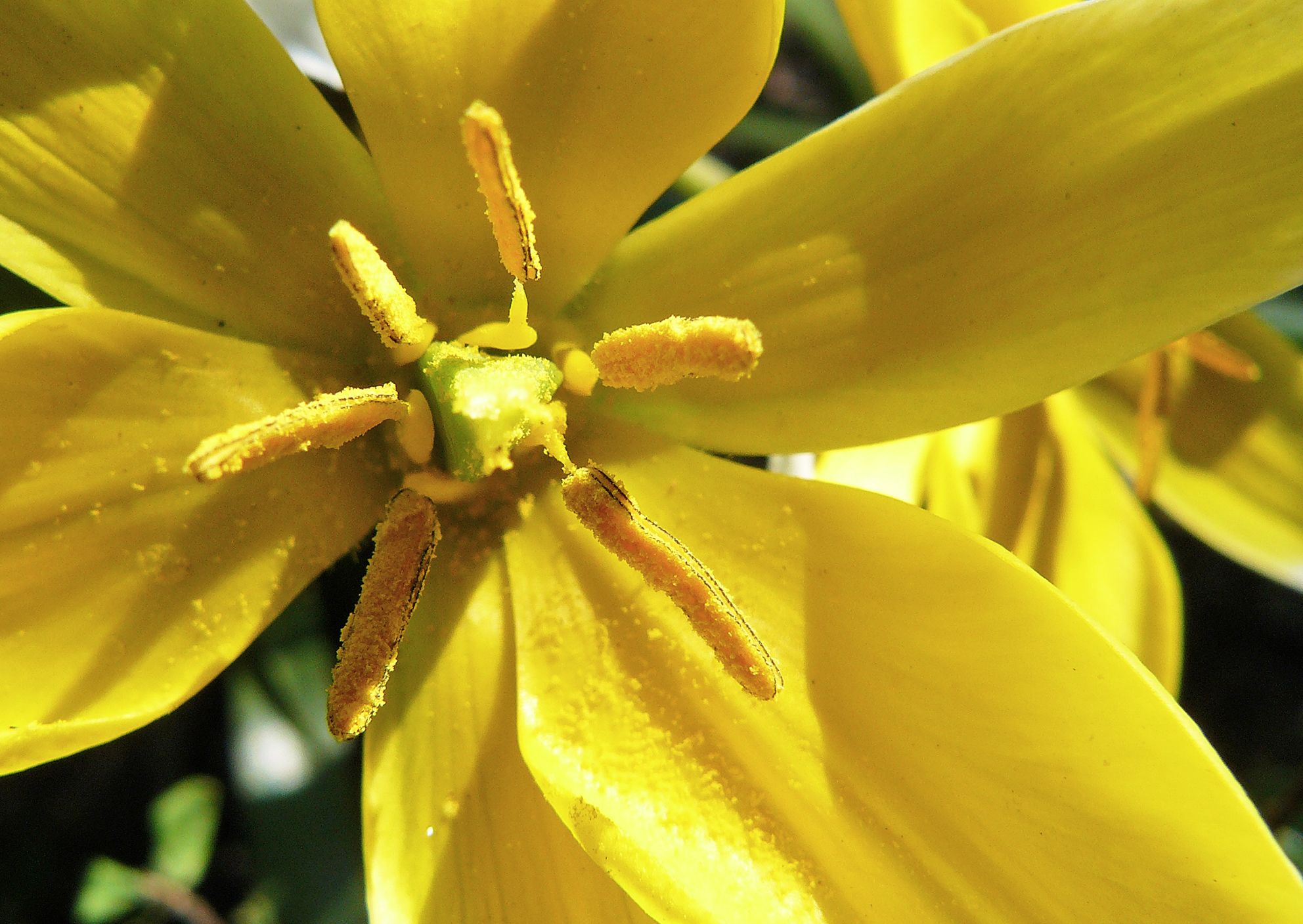 tulip mini yellow center.jpg