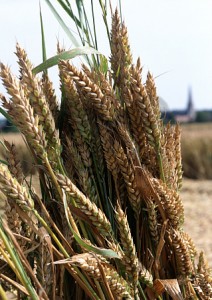 wheat-212x300.jpg