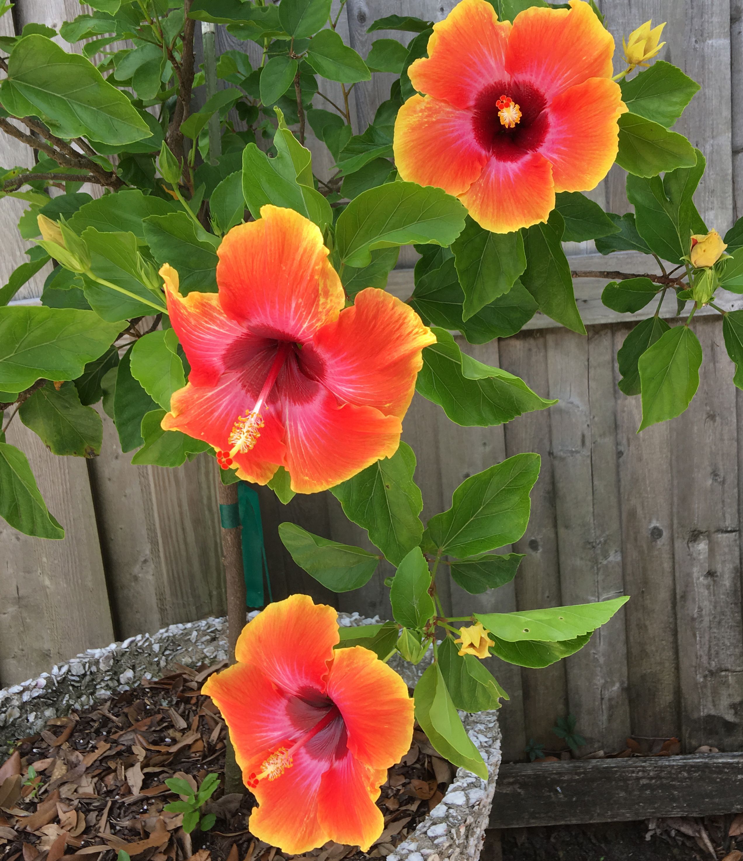 Orange Hibiscus Backyard.jpg