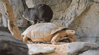 11404003_998689690164967_90740850_n.gif