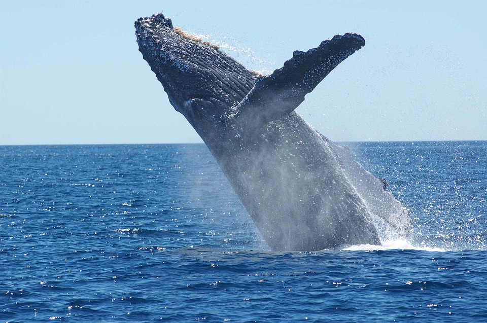 humpback-whale-1945416_960_720.jpg